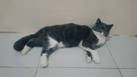 Adopt Kucing BSH x Persian Longhair