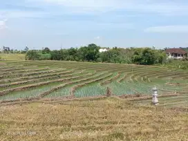 Tanah View Sawah dan Gunung dekat Pasut dan Kelating Bali