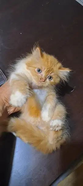 Lepas kucing Persia 1-2 bulan JANTAN