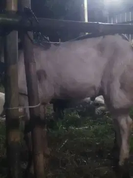 Jual kambing kurban