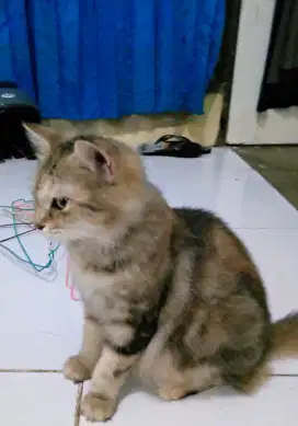Open adopt indukan Anggora