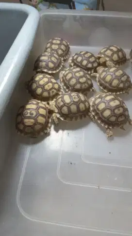 Sulcata baby cakep