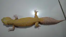 Bismillah jual reptile gecko