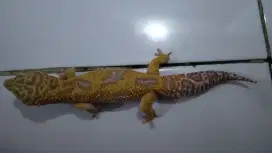 Bismillah jual reptile gecko