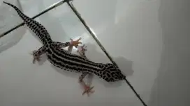 Bismillah jual reptile gecko