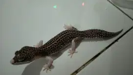 Bismillah jual reptile gecko