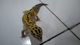 Bismillah jual reptile gecko