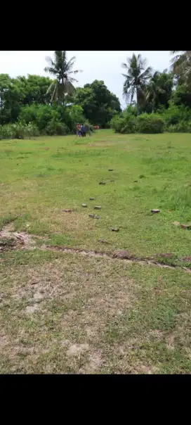 Dijual tanah murah.80 are di pengambengan negara jembrana bali