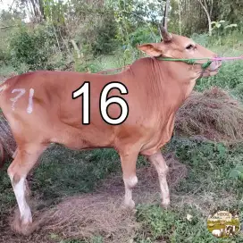 Sapi Qurban Madura 300kg