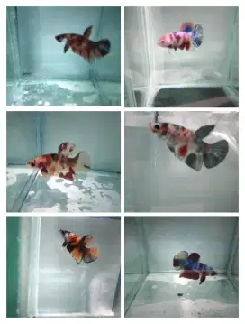 Ikan cupang plakat nemo multicolor borongan