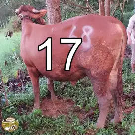 Sapi Qurban 350kg