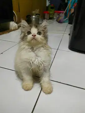 Kitten Maincoon Mix Betina