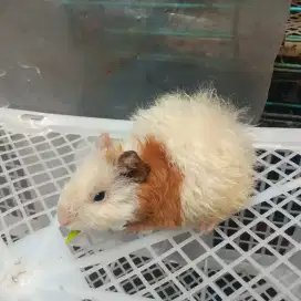 Marmut Lokal Bulunya Lucu