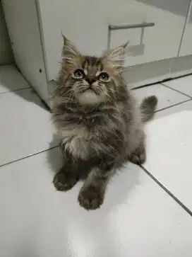 Kitten Maincoon Mix Jantan