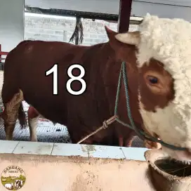 Sapi Qurban Simmentall