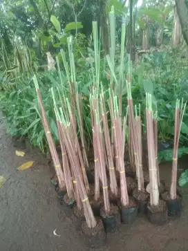 Sereh merah tanaman herbal