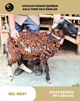 Jual Hewan Qurban Murah Sapi dan Domba