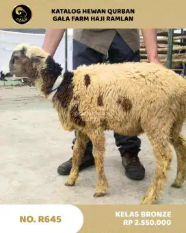 Jual Sapi dan Domba Murah Bandung