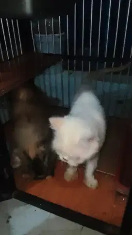 Semi Hibah Flatnose x Peaknose