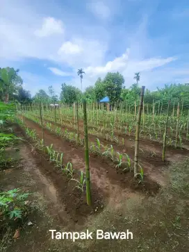 Dijual Murah, tanah ladang, akta notaris