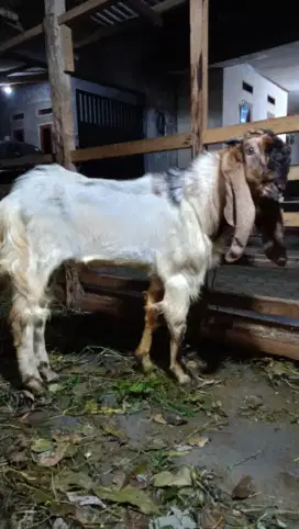 Jual kambing domba kurban / qurban, aqiqah, gratis ongkir Jabodetabek.