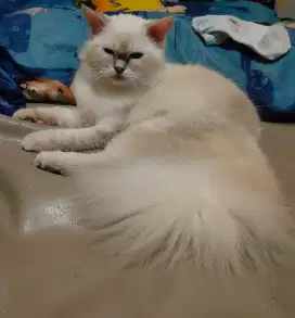 Open adop Kucing norwegian forest himalaya