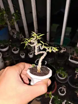 Bonsai mame sito anting putri