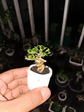 Bonsai sancang mame sito pot kramik