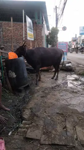 Sapi qurban sehat gemuk