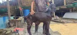 Jual kambing qurban