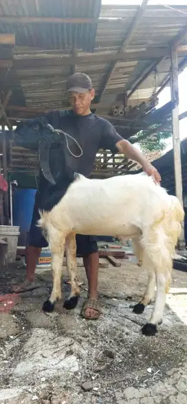 Jual kambing qurban