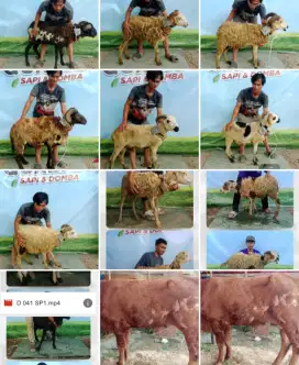 SAPI DAN DOMBA QURBAN PROMO