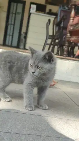 Kucing Kitten BSH British Short Hair Blue Pure