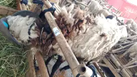 Jual domba qurban