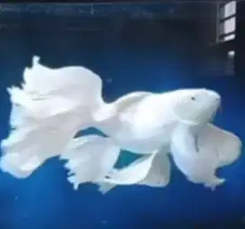 Menjual Ikan Koi Slayer Pltinum Butterfly