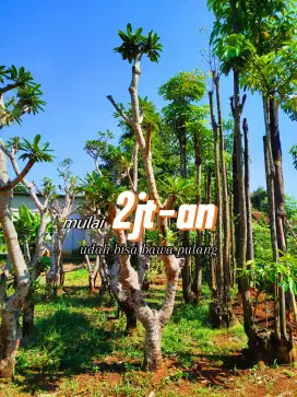 Jual pohon kamboja semi posil