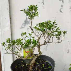 Bonsai Santigi Mame
