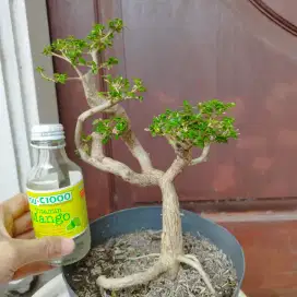 Bonsai Sancang Meliuk