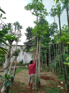 Pohon pule gruping