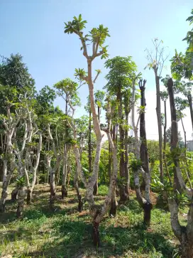 Jual pohon kamboja