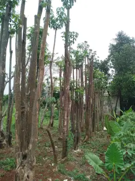 Jual pohon pule alstonia scholaris