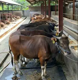 sapi kupang 250kiloan siap sapi qurban murmer ekonomisan 2 tahunan top