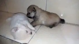 Anjing Pom bayi 4 minggu lucu unyu gemoy