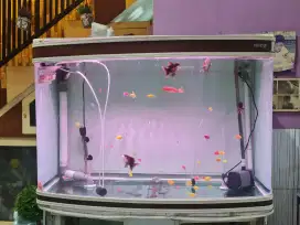 Aquarium Boyu Cembung 1, 4 cn