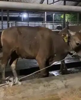 sapi kupang 250kiloan 18jutaan siap sapi qurban hemat ekonomisan puas