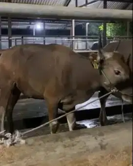 sapi qurban 18jutaan ras sapi kupang 250kiloan siap kurban 2025 manteb