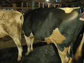 Patungan Sapi 1/7 Besar Gemuk Sehat sesuai Syariat dan Sunnah