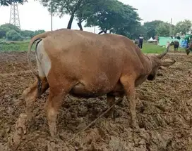 Tabungan sapi kurban ras sapi bali kupang 250kiloan 1,5jt/bln 12x puas