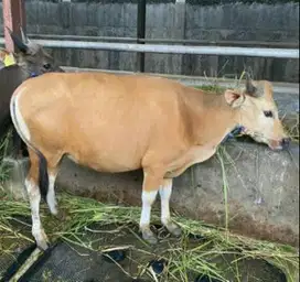 sapi kurban 18jutaan ras sapi kupang 250kiloan siap qurban murmer puas