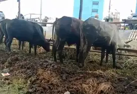 sapi qurban 18jutaan ras sapi kupang 250kiloan siap kurban 2025 murmer